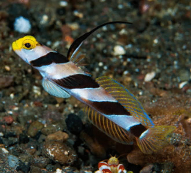 Yellow Rose Antenna Goby - AQUA SENTINEL VENTURES SDN BHD