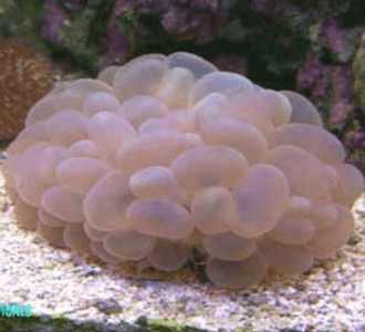 Coral Intoil Sdn Bhd - englshpye