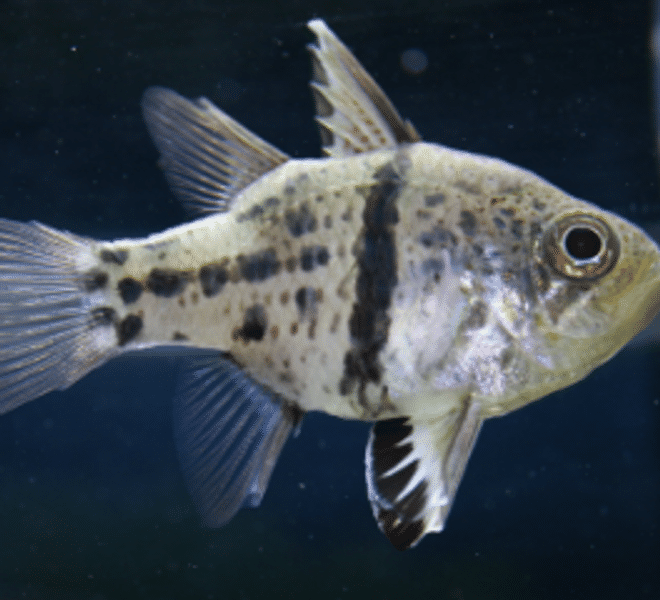 Orbic Cardinal - AQUA SENTINEL VENTURES SDN BHD