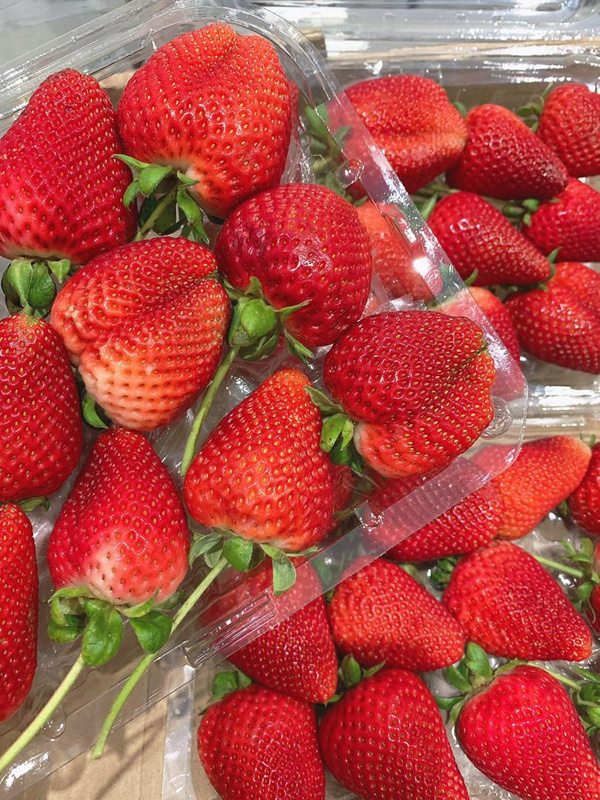GIANT STRAWBERRIES 450gm Desaru Fruit Farm