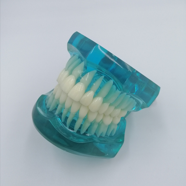 Adult Normal Teeth Model (A7001) - MSLI Dental Supplies