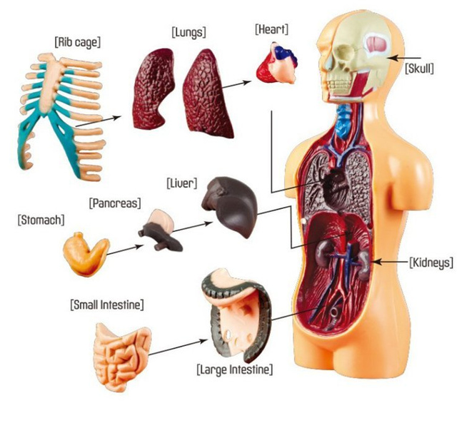 The Human Body Kit - Rooke&Reese