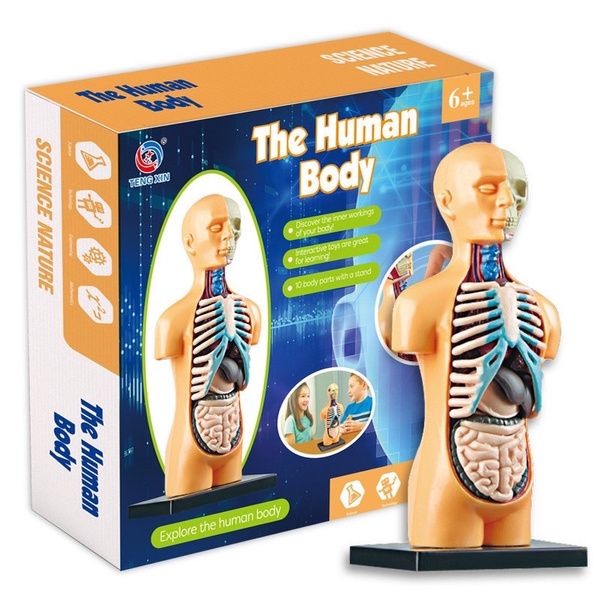 The Human Body Kit Rooke&Reese