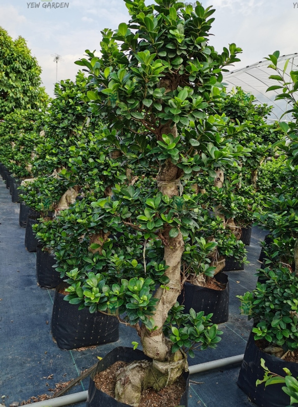 FICUS GINSENG BONSAI S SHAPE Yew Garden Nursery