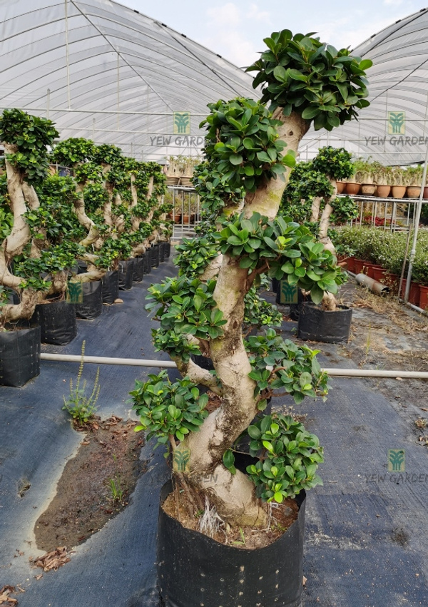 FICUS GINSENG BONSAI S SHAPE Yew Garden Nursery
