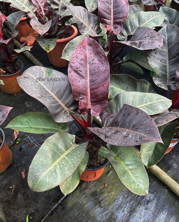 PHILODENDRON BLACK CARDINAL Yew Garden Nursery