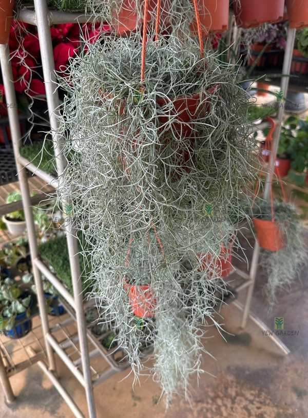 AIR PLANT OLD MAN BEARD Yew Garden Nursery