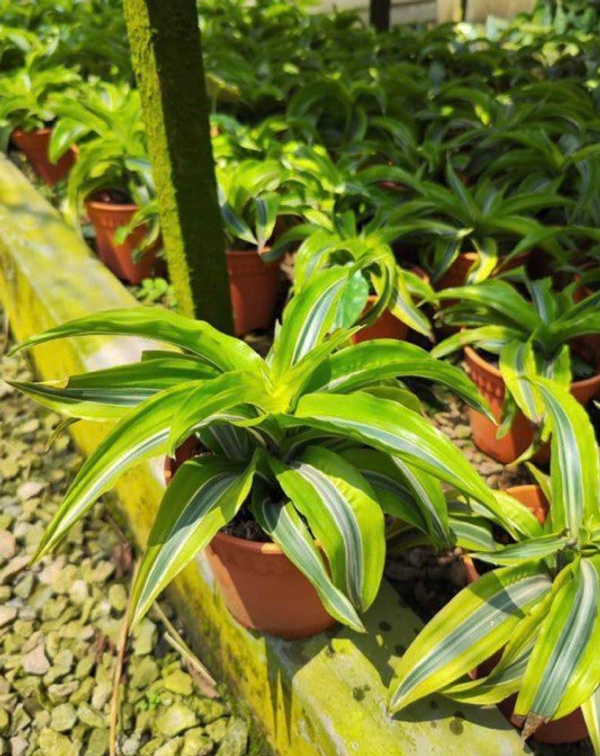 DRACAENA TORNADO LEMON SURPRISE - Yew Garden Nursery